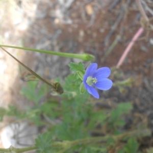 Erodium crinitum at Campbell, ACT - 21 Nov 2016