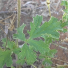 Erodium crinitum at Campbell, ACT - 21 Nov 2016