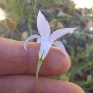 Wahlenbergia capillaris at Majura, ACT - 21 Nov 2016