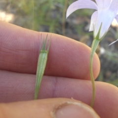 Wahlenbergia capillaris at Majura, ACT - 21 Nov 2016