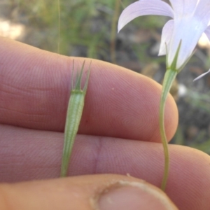 Wahlenbergia capillaris at Majura, ACT - 21 Nov 2016