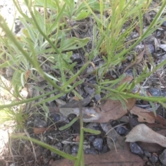 Wahlenbergia capillaris at Majura, ACT - 21 Nov 2016