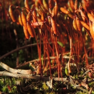 Rosulabryum sp. at Greenway, ACT - 17 Nov 2016