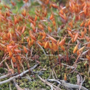 Rosulabryum sp. at Greenway, ACT - 17 Nov 2016