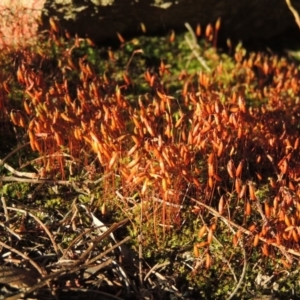 Rosulabryum sp. at Greenway, ACT - 17 Nov 2016