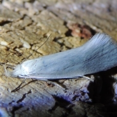 Zacorus carus (Wingia group moth) at Conder, ACT - 16 Nov 2016 by michaelb