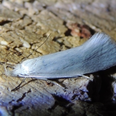 Zacorus carus (Wingia group moth) at Conder, ACT - 16 Nov 2016 by michaelb