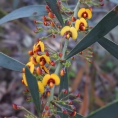 Daviesia mimosoides subsp. mimosoides at Wanniassa Hill - 3 Oct 2016 by RyuCallaway