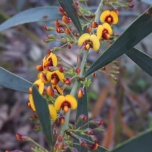 Daviesia mimosoides subsp. mimosoides at Fadden, ACT - 4 Oct 2016