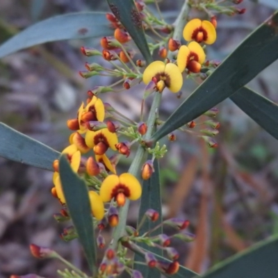 Daviesia mimosoides subsp. mimosoides at Fadden, ACT - 3 Oct 2016 by RyuCallaway