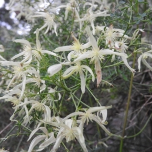 Clematis leptophylla at Fadden, ACT - 4 Oct 2016