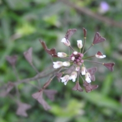 Capsella bursa-pastoris (Shepherd's Purse) at Fadden, ACT - 3 Oct 2016 by RyuCallaway