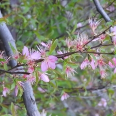 Prunus sp. (A Plum) at Fadden, ACT - 4 Oct 2016 by ArcherCallaway