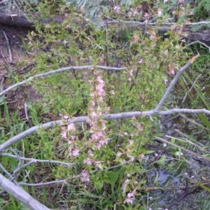 Prunus sp. at Fadden, ACT - 4 Oct 2016