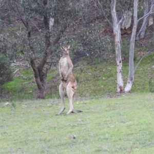 Macropus giganteus at Fadden, ACT - 4 Oct 2016