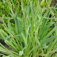 Craspedia variabilis at Wanniassa Hill - 4 Oct 2016