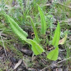 Rumex brownii (Slender Dock) at Wanniassa Hill - 4 Oct 2016 by ArcherCallaway