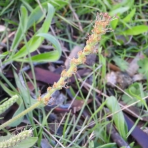 Plantago varia at Wanniassa Hill - 4 Oct 2016