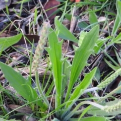 Plantago varia at Wanniassa Hill - 4 Oct 2016