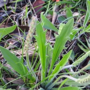 Plantago varia at Wanniassa Hill - 4 Oct 2016 09:23 AM