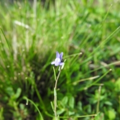 Linaria arvensis (Corn Toadflax) at Wanniassa Hill - 4 Oct 2016 by ArcherCallaway