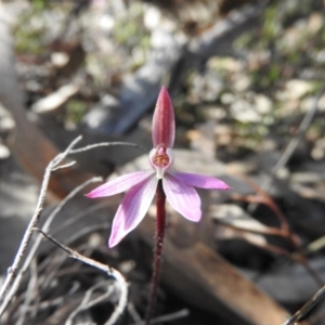 Caladenia fuscata at Wanniassa Hill - 4 Oct 2016