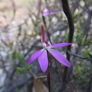 Caladenia fuscata at Wanniassa Hill - 4 Oct 2016