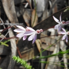 Caladenia fuscata at Wanniassa Hill - 4 Oct 2016