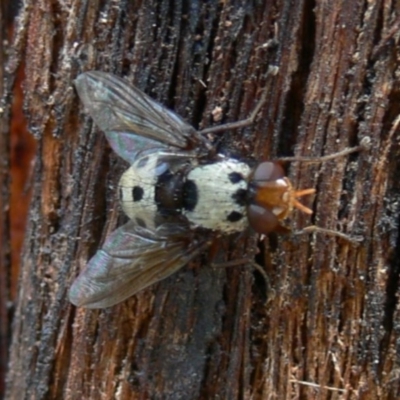 Metaphryno bella (Bristle fly) at Cotter River, ACT - 8 Jan 2010 by HarveyPerkins