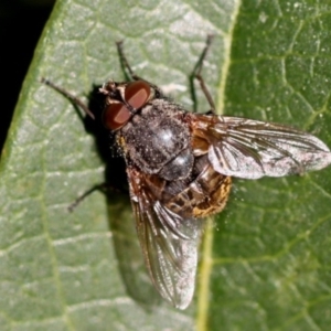 Calliphoridae (family) at Kambah, ACT - 20 Sep 2014