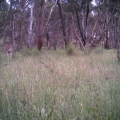 Macropus giganteus (Eastern Grey Kangaroo) at Gungahlin, ACT - 20 Nov 2016 by MulligansFlat1