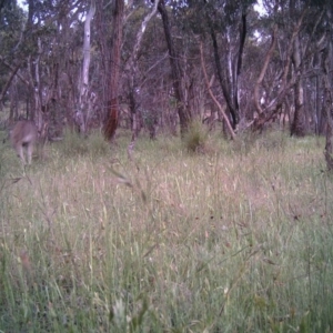 Macropus giganteus at Gungahlin, ACT - 21 Nov 2016