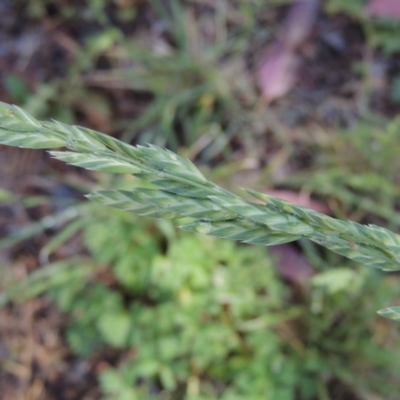 Bromus brevis (A Brome) at Pine Island to Point Hut - 20 Nov 2016 by michaelb