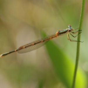 Austrolestes analis at Red Hill, ACT - 17 Nov 2016 04:38 PM