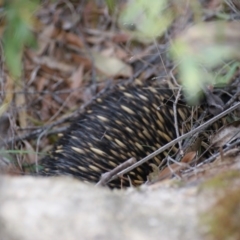 Tachyglossus aculeatus (Short-beaked Echidna) at Jedbinbilla - 23 Oct 2016 by roymcd