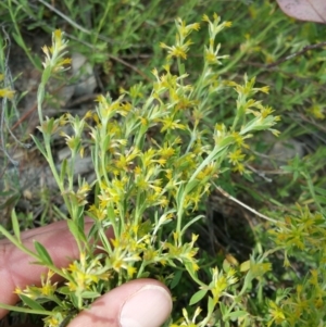 Pimelea curviflora var. sericea at Chapman, ACT - 22 Nov 2016 09:15 AM