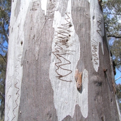 Eucalyptus rossii (Inland Scribbly Gum) at Belconnen, ACT - 20 Oct 2013 by MatthewFrawley