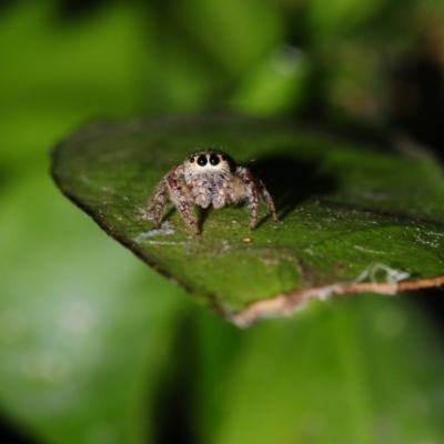 Opisthoncus sp. (genus) (Opisthoncus jumping spider) at Hackett, ACT - 20 Nov 2016 by julesS