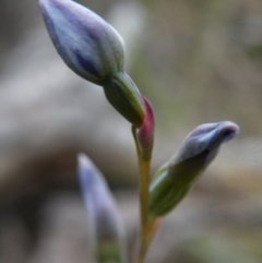 Thelymitra (genus) (sun orchids) at Point 5816 - 8 Nov 2016 by Ryl