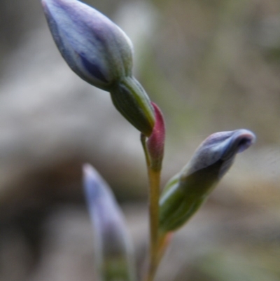 Thelymitra sp. (A Sun Orchid) at Acton, ACT - 7 Nov 2016 by Ryl