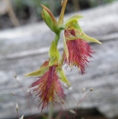 Calochilus montanus (Copper Beard Orchid) at Point 5816 - 8 Nov 2016 by Ryl