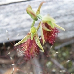 Calochilus montanus at Point 5816 - suppressed