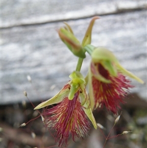 Calochilus montanus at Point 5816 - 8 Nov 2016