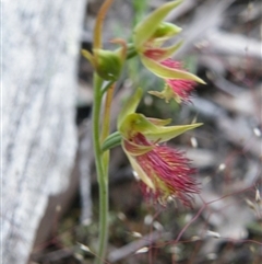 Calochilus montanus at Point 5816 - suppressed