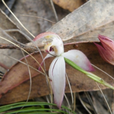 Caladenia moschata (Musky Caps) at Point 5816 - 8 Nov 2016 by Ryl