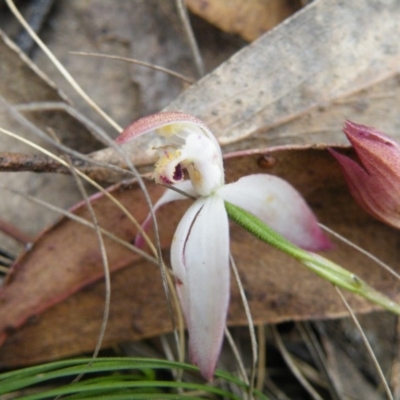 Caladenia moschata (Musky Caps) at Acton, ACT - 7 Nov 2016 by Ryl