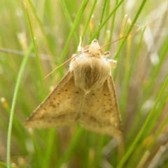 Helicoverpa punctigera at Acton, ACT - 8 Nov 2016