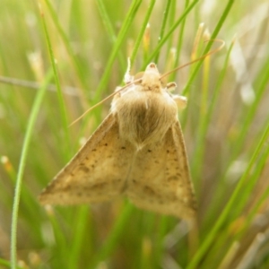 Helicoverpa punctigera at Acton, ACT - 8 Nov 2016