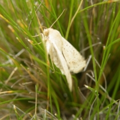 Helicoverpa punctigera at Acton, ACT - 8 Nov 2016