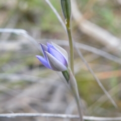 Thelymitra (genus) (sun orchids) at Point 57 - 8 Nov 2016 by Ryl